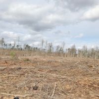 67 acre Recreational and Hunting Property in Pike County  MS