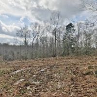 67 acre Recreational and Hunting Property in Pike County  MS images 4