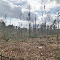 67 acre Recreational and Hunting Property in Pike County  MS images 5