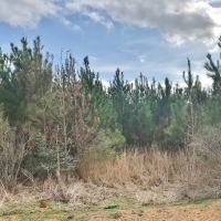 67 acre Recreational and Hunting Property in Pike County  MS images 6
