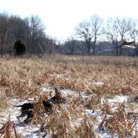 Club Offering Annual Membership & Daily Access to Upland Bird Hunts