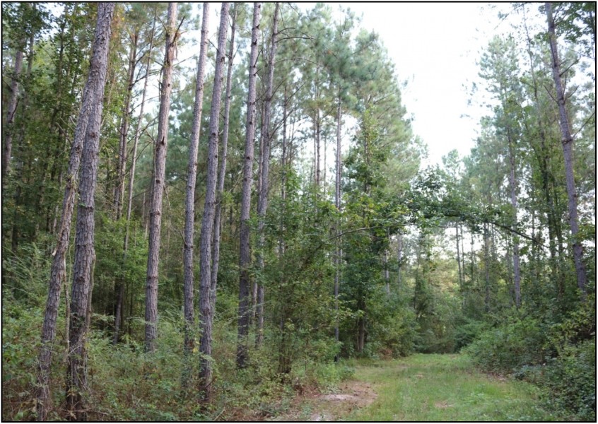 80 Acres in Neshoba County in Philadelphia  MS featured image