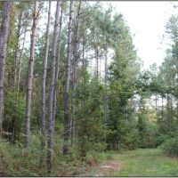 80 Acres in Neshoba County in Philadelphia  MS