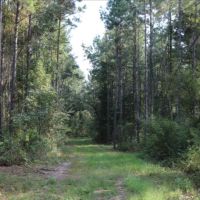 80 Acres in Neshoba County in Philadelphia  MS images 2