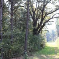 80 Acres in Neshoba County in Philadelphia  MS images 3