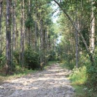 80 Acres in Neshoba County in Philadelphia  MS images 5