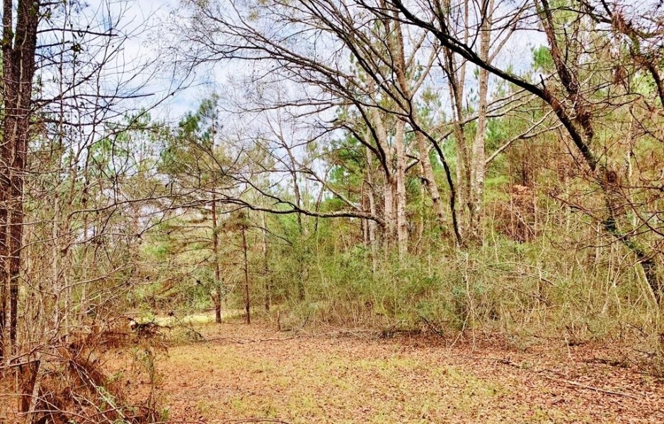 116.91 Acres Hunting Timber Land for Sale Southwest MS featured image