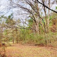 116.91 Acres Hunting Timber Land for Sale Southwest MS