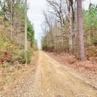 116.91 Acres Hunting Timber Land for Sale Southwest MS images 4