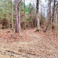 116.91 Acres Hunting Timber Land for Sale Southwest MS images 5
