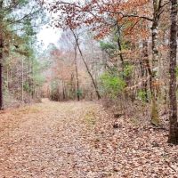 116.91 Acres Hunting Timber Land for Sale Southwest MS images 6