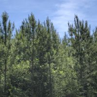 85 Acres &nbsp; CR 2108 images 2