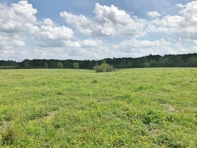 80 acres of Prime Pastureland in Tylertown  MS featured image