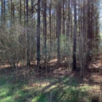 138 Acres in Scott County in Lake  MS images 2