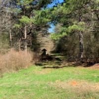 138 Acres in Scott County in Lake  MS images 4