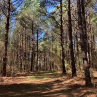 138 Acres in Scott County in Lake  MS images 5