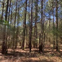 138 Acres in Scott County in Lake  MS images 6