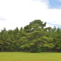 36.7 Acres Hunting or Timber Land NPSD Pike Co  SW MS images 2