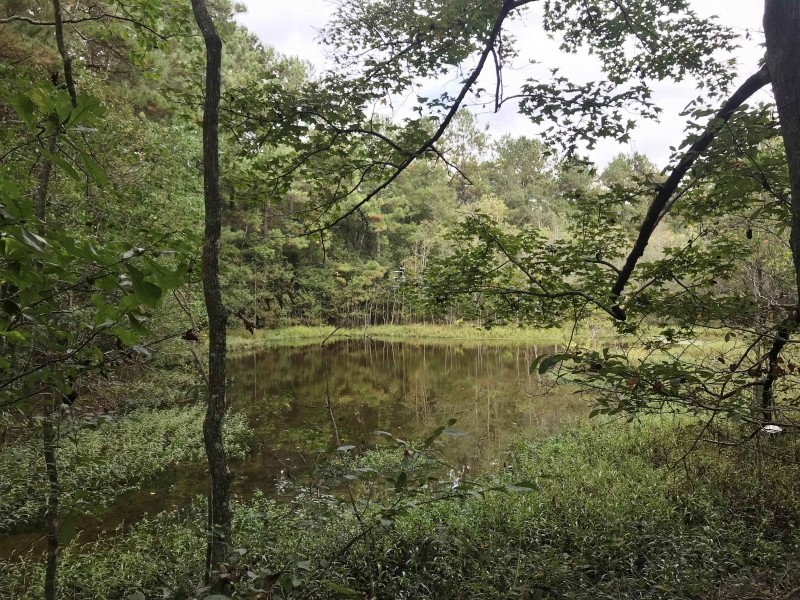 Washington Parish LA Timber Hunting Land for Sale featured image