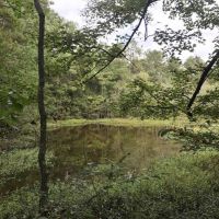 Washington Parish LA Timber Hunting Land for Sale