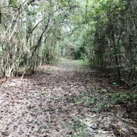 Washington Parish LA Timber Hunting Land for Sale images 2
