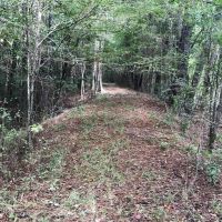 Washington Parish LA Timber Hunting Land for Sale images 3