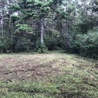 Washington Parish LA Timber Hunting Land for Sale images 4