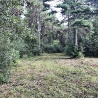 Washington Parish LA Timber Hunting Land for Sale images 5