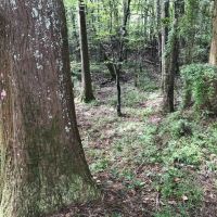 Washington Parish LA Timber Hunting Land for Sale images 6
