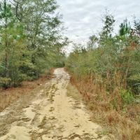 47 &nbsp; - Acres Land for Sale Saucier  Harrison County  MS images 2