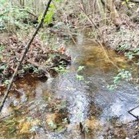 47 &nbsp; - Acres Land for Sale Saucier  Harrison County  MS images 3
