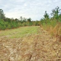 47 &nbsp; - Acres Land for Sale Saucier  Harrison County  MS images 5