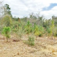47 &nbsp; - Acres Land for Sale Saucier  Harrison County  MS images 6