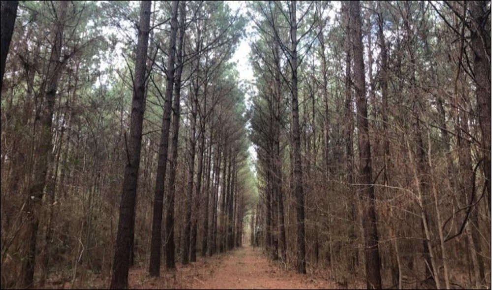 48.86 Acres in Rankin County in Brandon  MS featured image