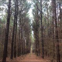 48.86 Acres in Rankin County in Brandon  MS images 1