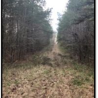 48.86 Acres in Rankin County in Brandon  MS images 5