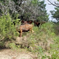 200.31 AC Recreational Property images 3