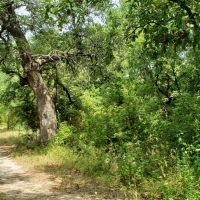 200.31 AC Recreational Property images 6