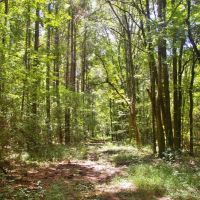 24.11 Acres Bogue Chitto River Frontage Land for Sale SW MS images 2