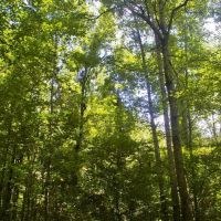 24.11 Acres Bogue Chitto River Frontage Land for Sale SW MS images 5