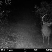 Hunting Land and Build Site in Sauk County  WI images 3