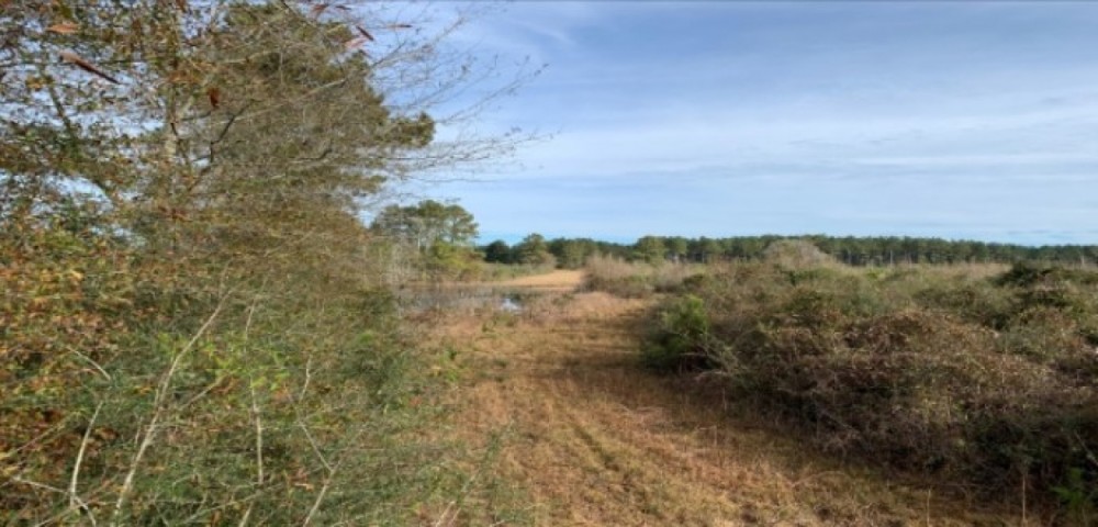 29.5 Acres in Walthall County in Tylertown  MS featured image