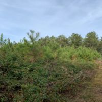 29.5 Acres in Walthall County in Tylertown  MS images 3