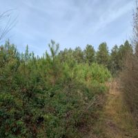 29.5 Acres in Walthall County in Tylertown  MS images 4