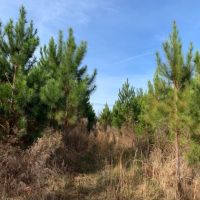 29.5 Acres in Walthall County in Tylertown  MS images 6