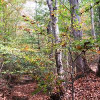 08-042-buck-hollow images 5