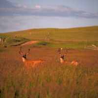 Root Creek Ranch images 5
