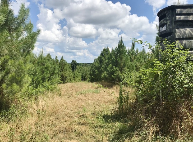 420 Acres South MS Hunting Land for Sale Franklin County  MS featured image
