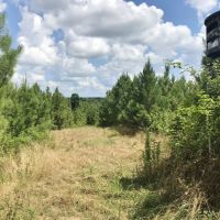 420 Acres South MS Hunting Land for Sale Franklin County  MS