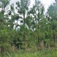 420 Acres South MS Hunting Land for Sale Franklin County  MS images 5